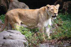 Houston Zoo says goodbye to female African lion
