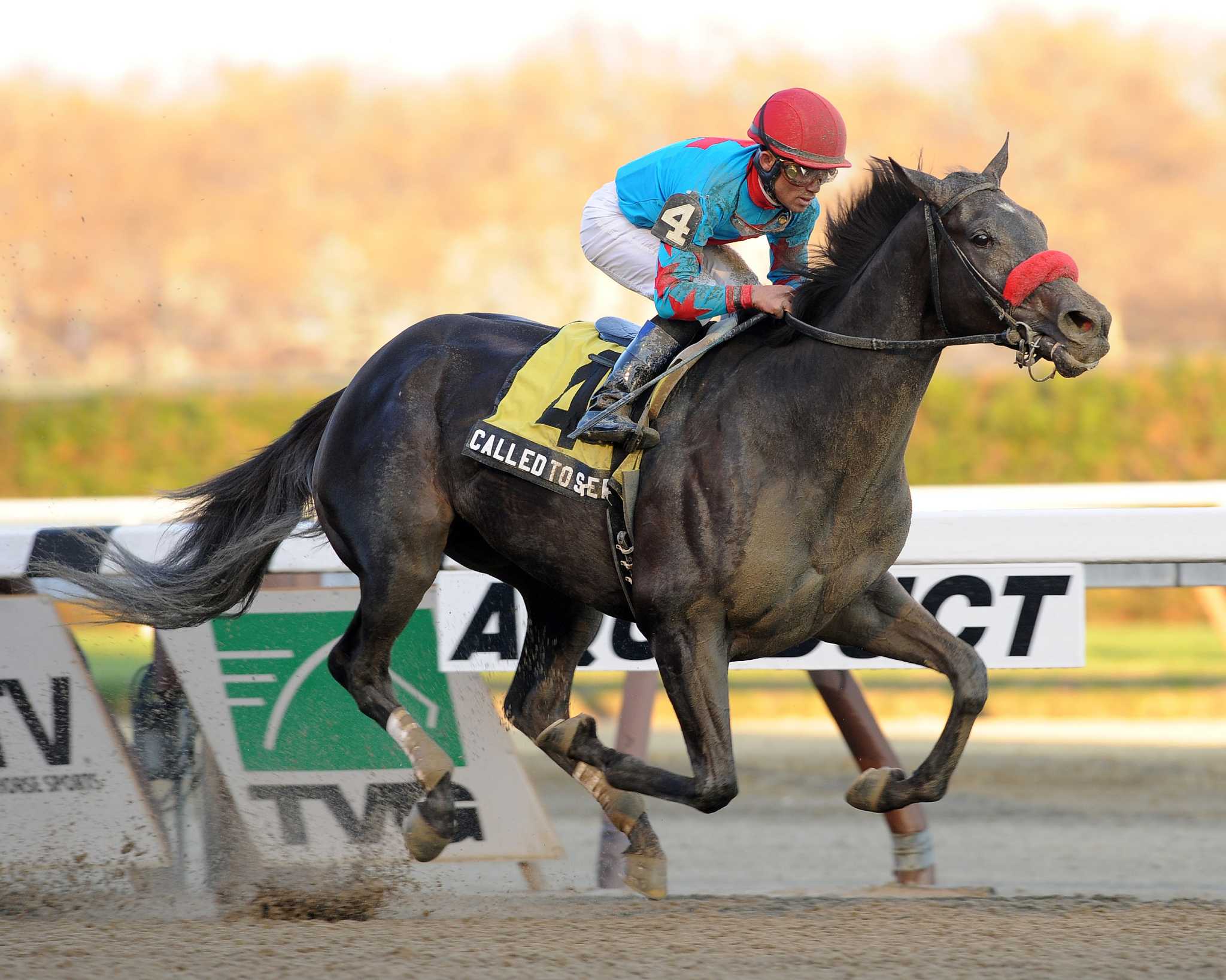 Aqueduct Racetrack Entries And Results 41 - yj3jjuw