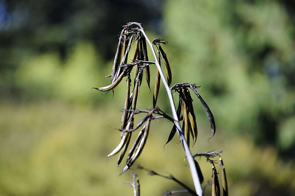 New Zealand plants' deep roots in Calif.
