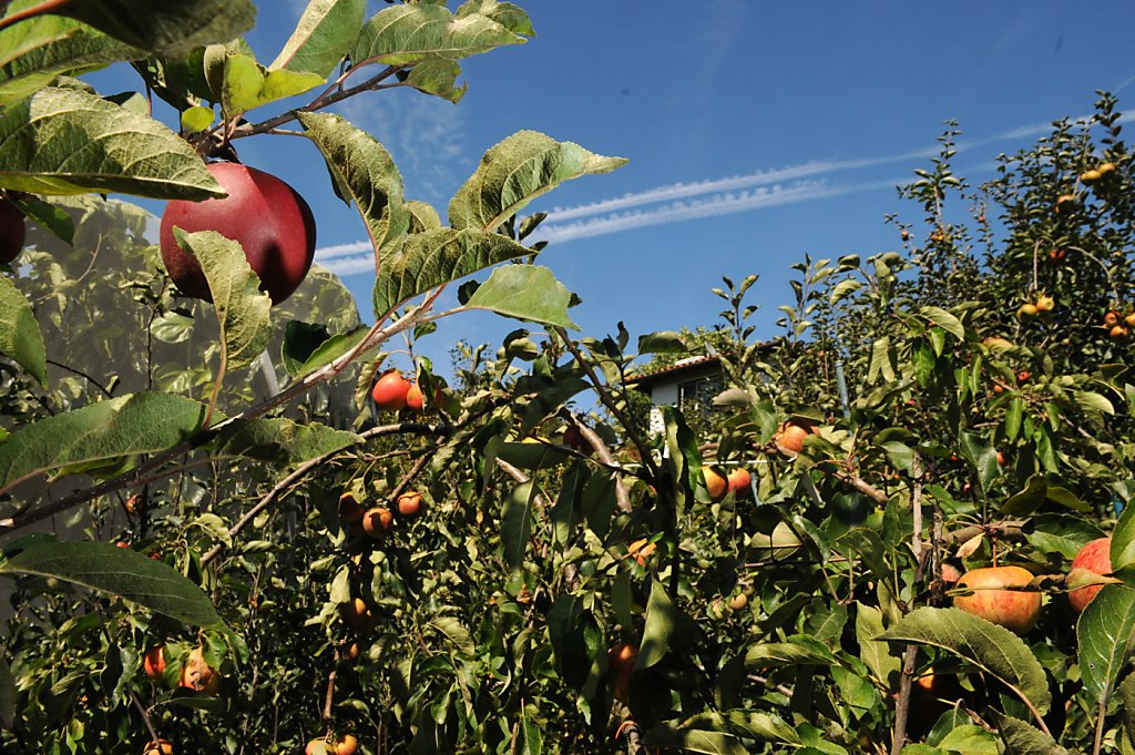 Protect apple trees from sunburn
