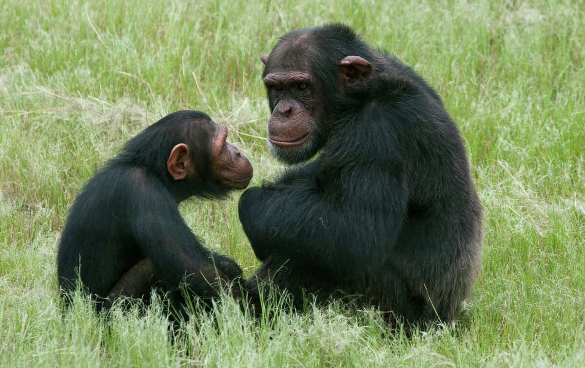 One imagines the little chimp is consoling his older buddy who's down in the dumps as he realizes that he never going to get to drive a red Ferrari.
