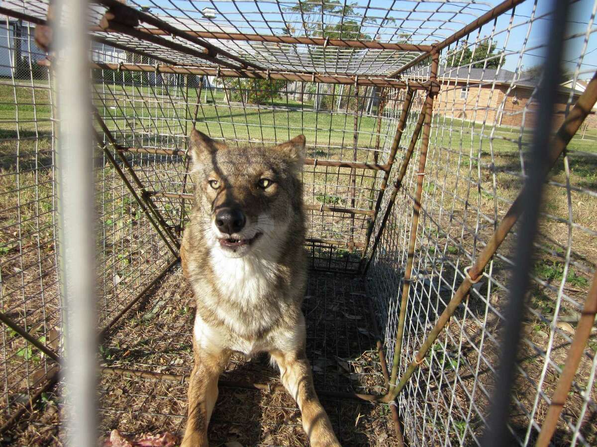 Galveston animal control catches coyote accused of killing pets