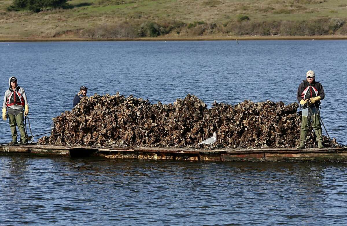 U.S. evicting Point Reyes oyster farmer