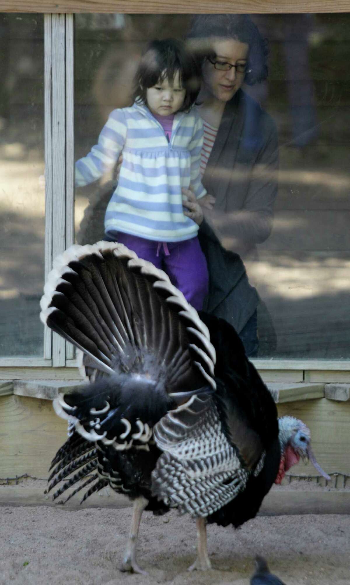 Franklin, one of the Houston Zoo's two bronze turkey toms, puts on a show for Jessica Whiteside and her daughter, Rachel Wong, 2, on a recent visit to the park.