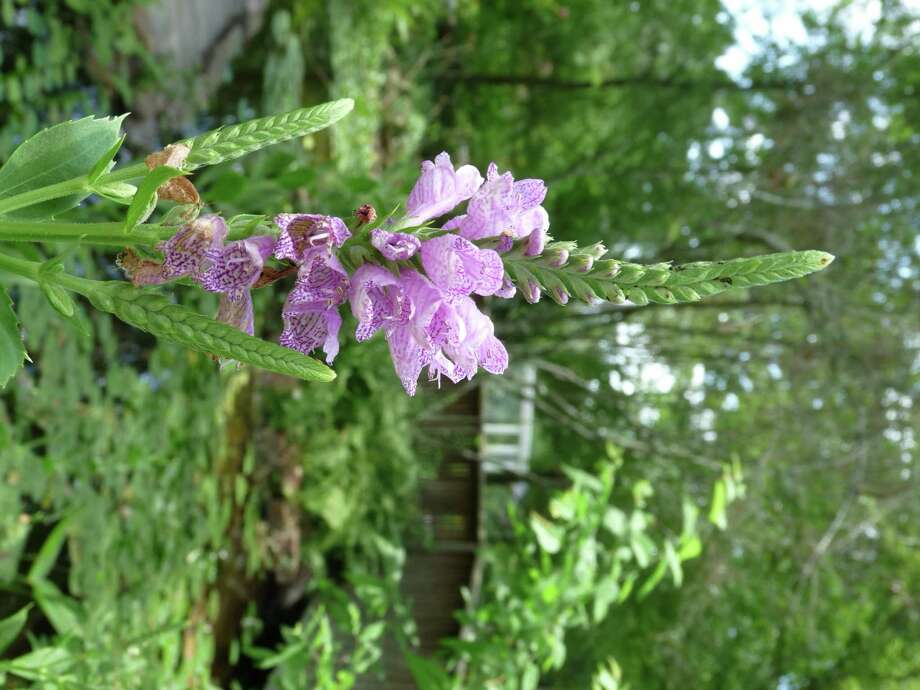 Conservationists Work To Save Endangered Plants San - 