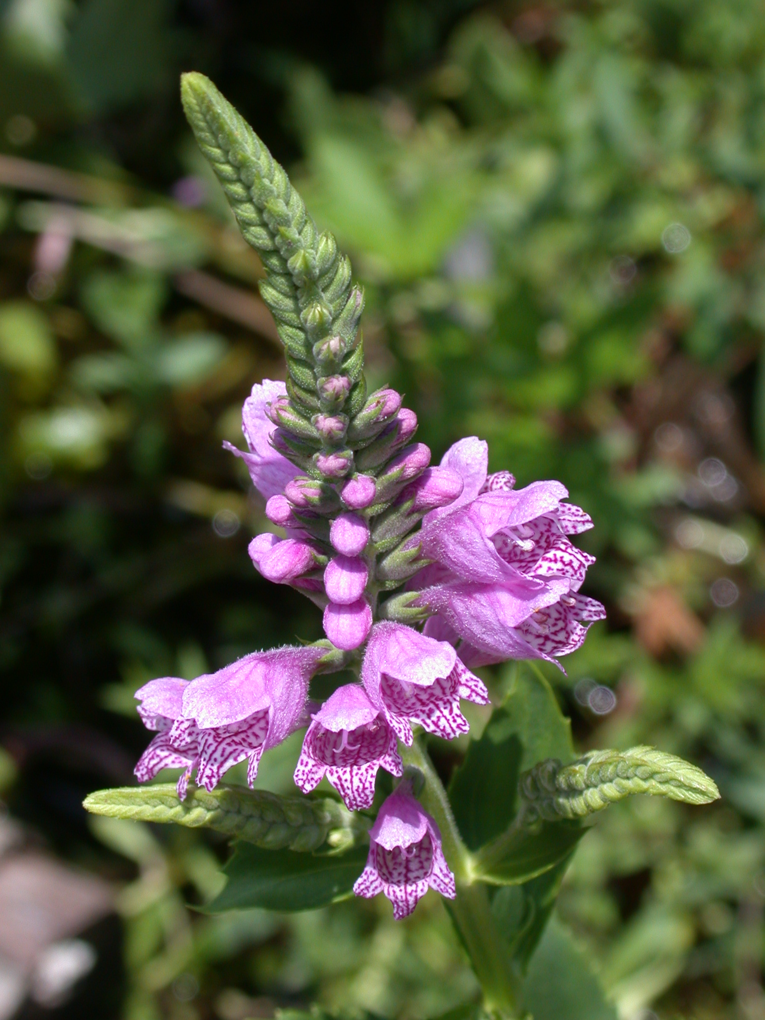 conservationists-work-to-save-endangered-plants