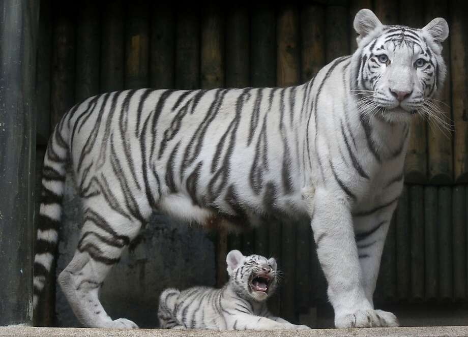 3, 2012 file photo, a rare white indian tiger cub sits at the
