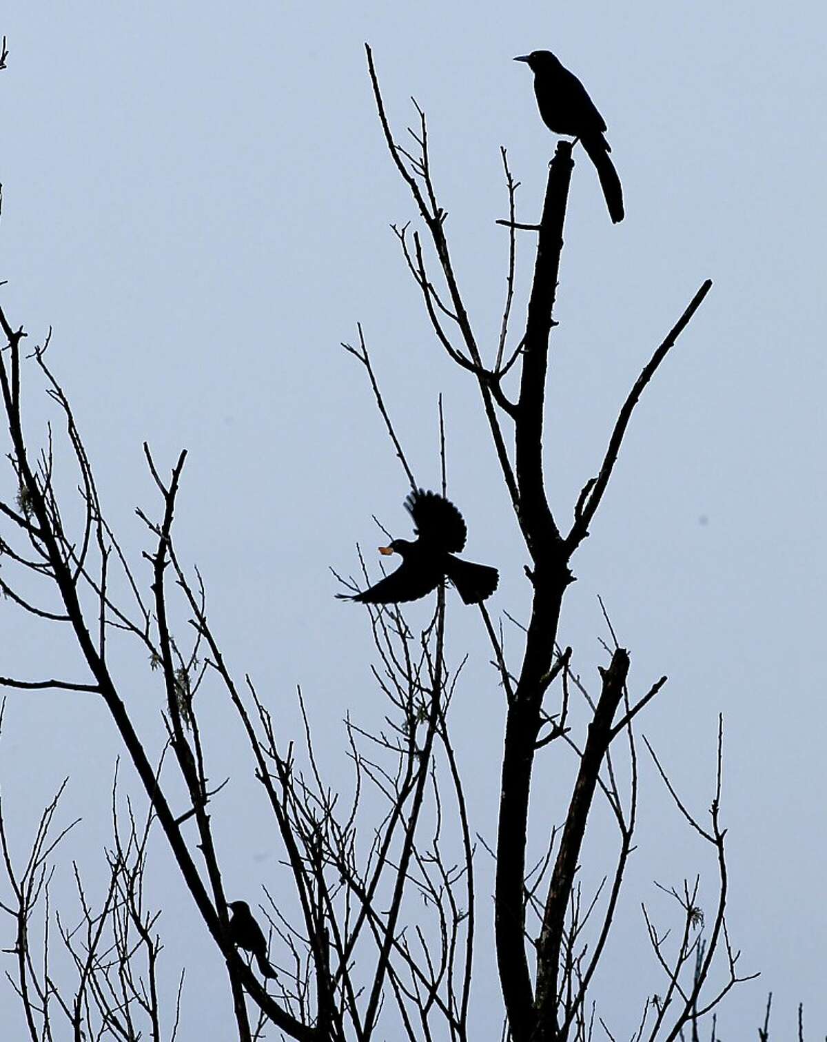 Several Great-Tailed Grackles perch in a tree at the Southern end of Lake Merced on Wednesday Nov. 21, 2012, in San Francisco, Calif. The mysterious flying aliens known as Devil Birds have been spotted in San Francisco's Lake Merced. The Great-Tailed Grackle has expanded its breeding range into the San Francisco Bay Area.