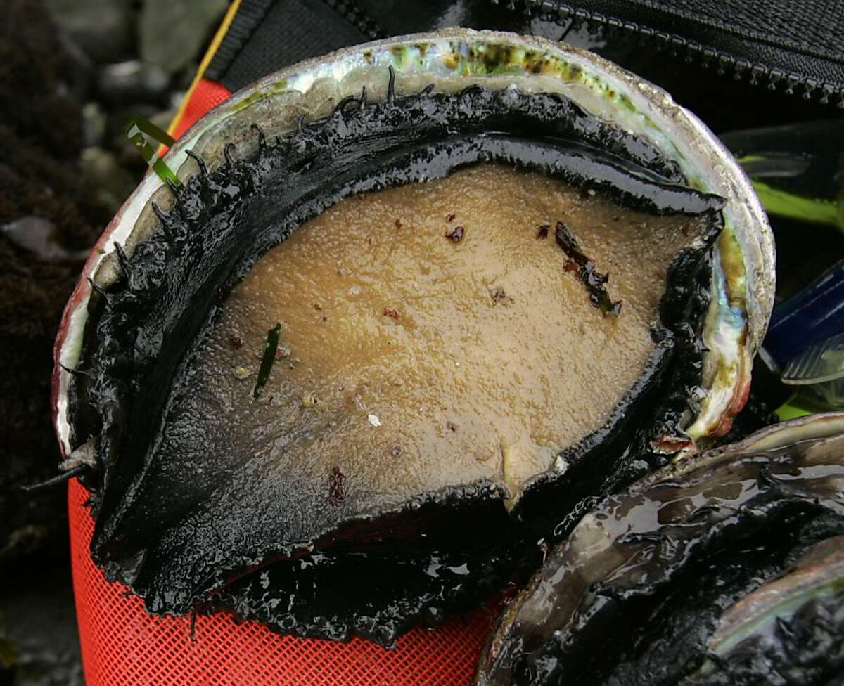 2 Bay Area abalone divers die during hunts