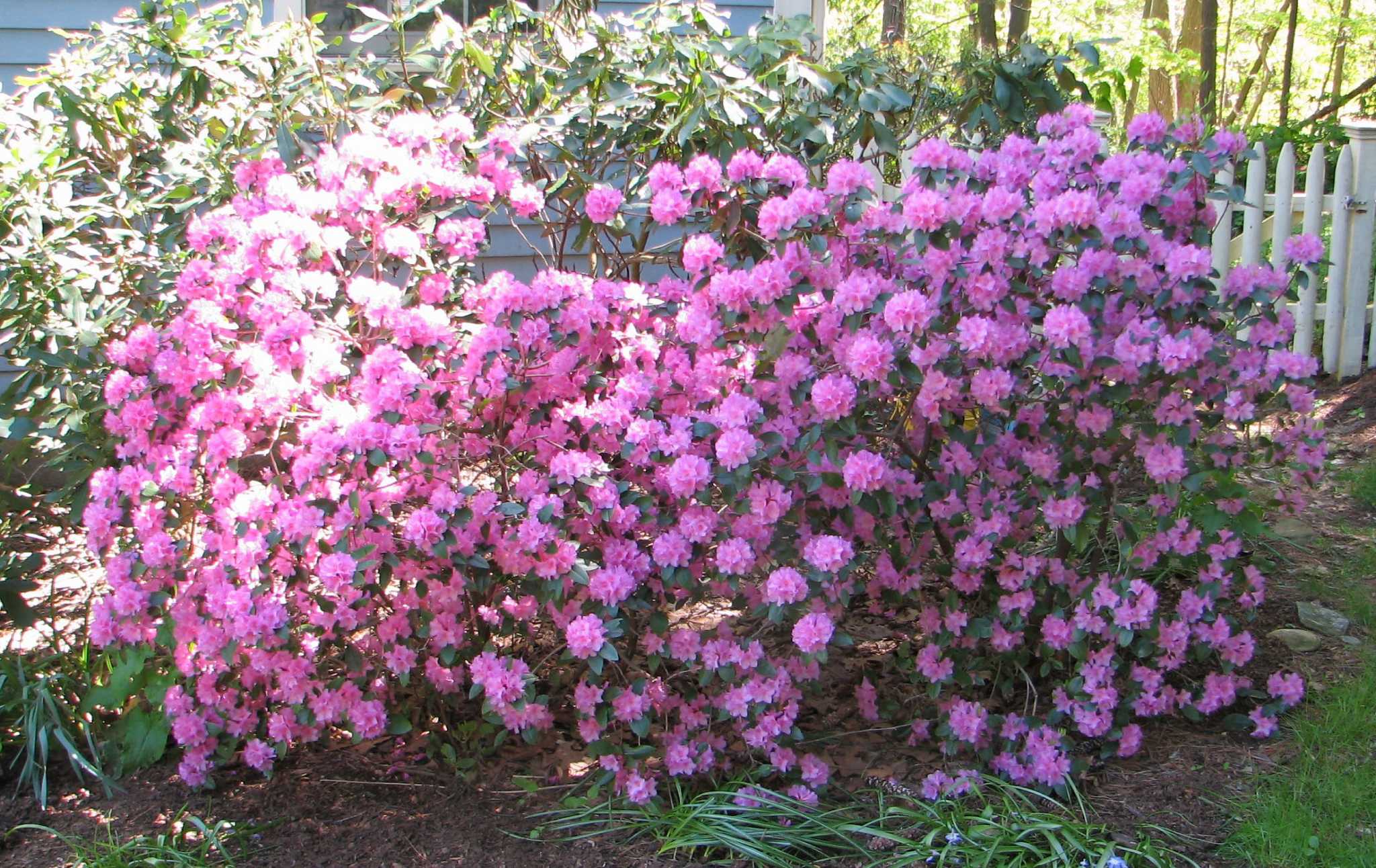 Flowering shrubs can fit the bill - NewsTimes