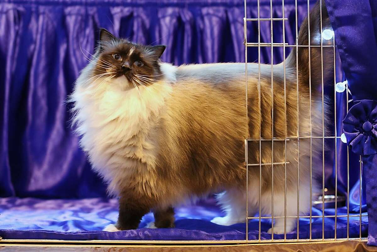 Fancy felines at Britain's Supreme Cat Show