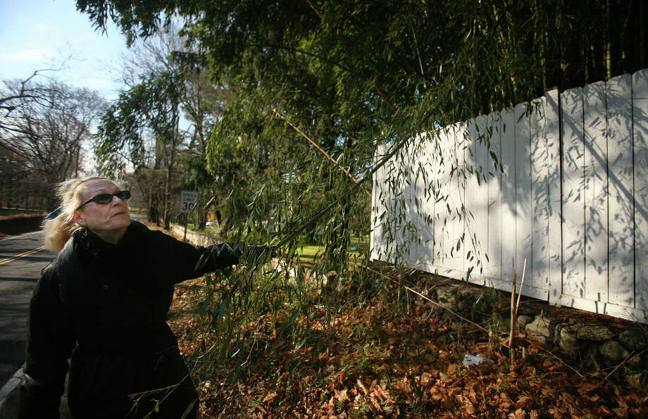 Bad Neighbor Yellow Groove Bamboo Connecticut Post