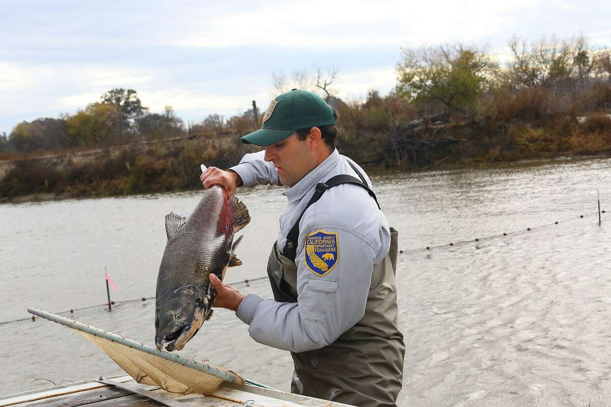 NEWMAN,CA-- A fall run Chinook salmon is measured and tagged by California Department of Fish and Game's environmental scientist Matt Bigelow at the Hills Ferry Barrier in Newman and was later released upstream as part of the San Joaquin River restoration program.
