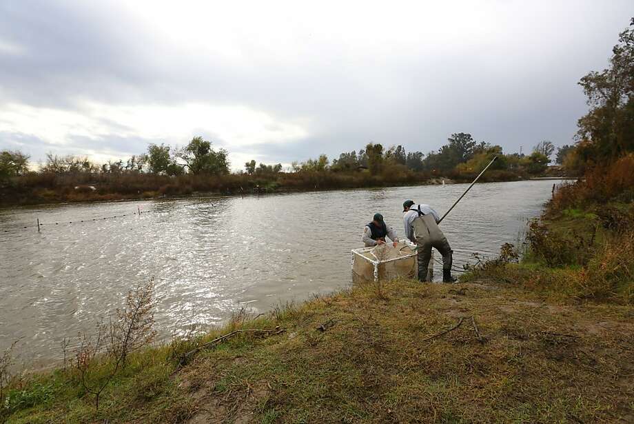 Healthy Salmon Mark San Joaquin Revival - SFGate