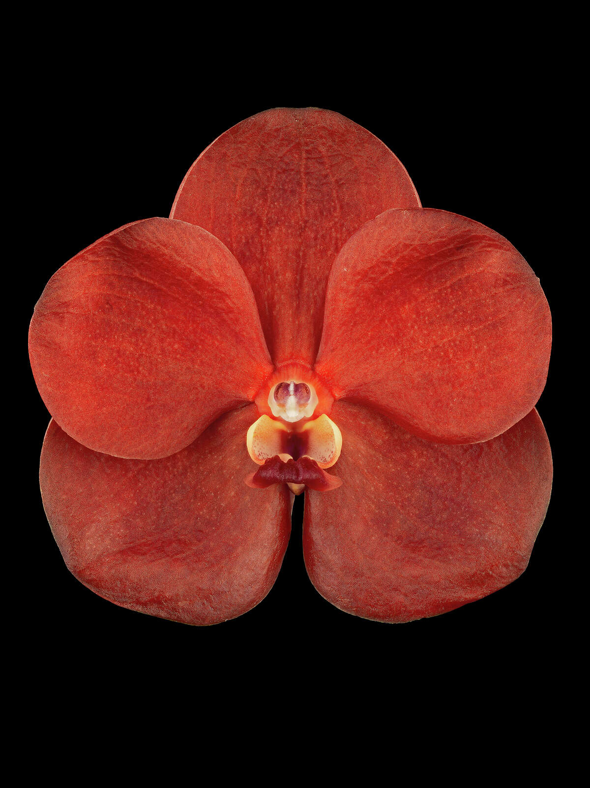 This orchid shot actually is composed of scores of images “stitched” together by computer.