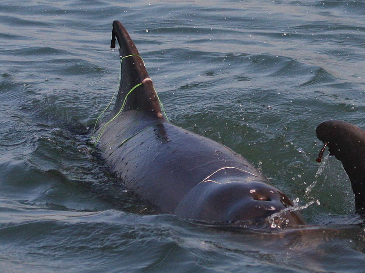 A dolphin tangled in a fishing net off the Texas Gulf Coast. Photo: Texas Marine Mammal Stranding Network