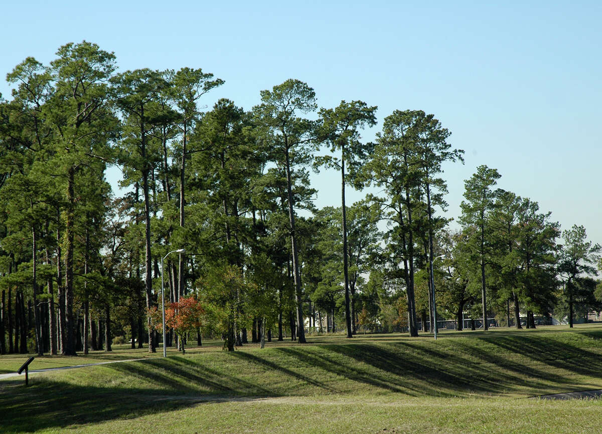Loblolly seeds saved in time for new forest