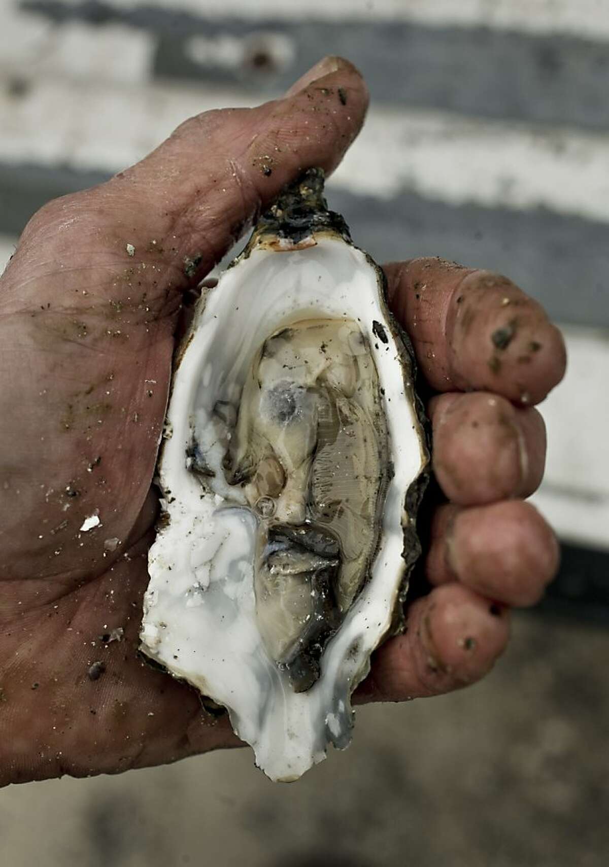 Drakes Bay fans load up on oysters