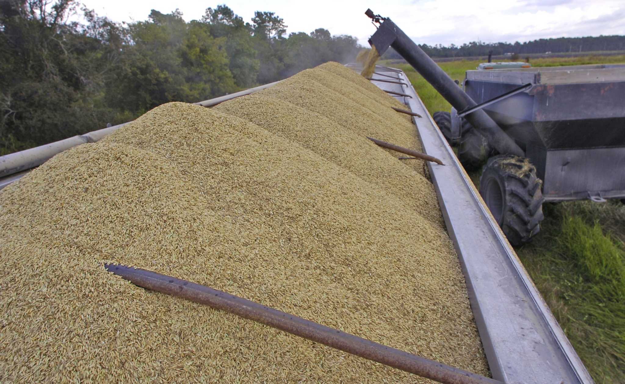 Texas rice farmers approaching own fiscal cliff with farm bill