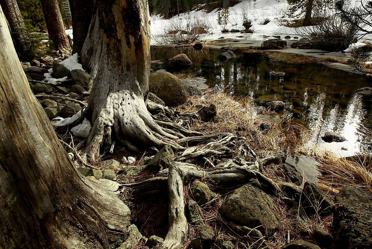 Tangled tree roots along the Little Truckee River just downstream from Webber Lake, on Tuesday Nov. 27, 2012, part of the newly acquired property near Truckee, Calif. About 3,000 acres of scenic backcountry in the Sierra Nevada north of Truckee will be permanently protected under a deal announced last week by two conservation groups. Webber Lake and Lacey Meadows, located at the headwaters of the Little Truckee River, will be opened to the public for the first time in more than 100 years under the agreement. The Truckee Donner Land Trust and Trust for Public Land bought the land for $8 million from Clifton and Barbara Johnson, whose family had owned the property for nearly a century. The Johnsons used Lacey Meadows for summer sheep grazing.