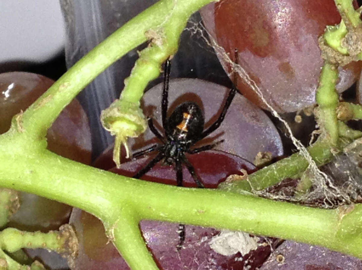 A photo from Nora Weiss' facebook page shows a black widow spider she says she found in a package of organic grapes bought at Whole Foods.
