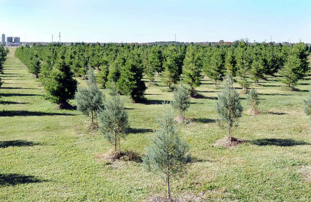 Heat making it hard for some to get in the Christmas spirit