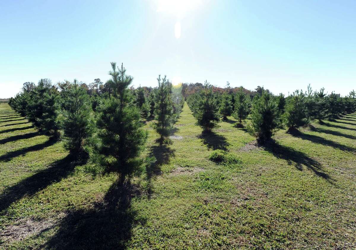 Heat making it hard for some to get in the Christmas spirit