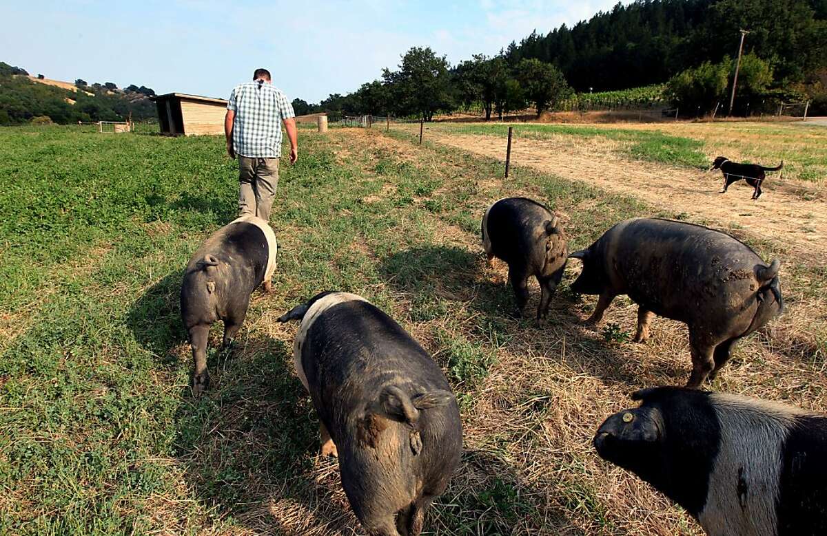 Front Porch Farm raising Italian Cinta pigs