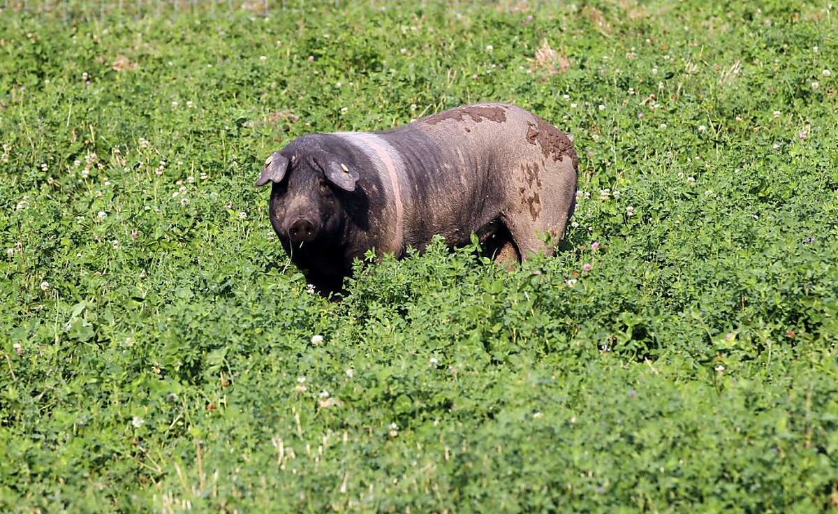 Front Porch Farm raising Italian Cinta pigs