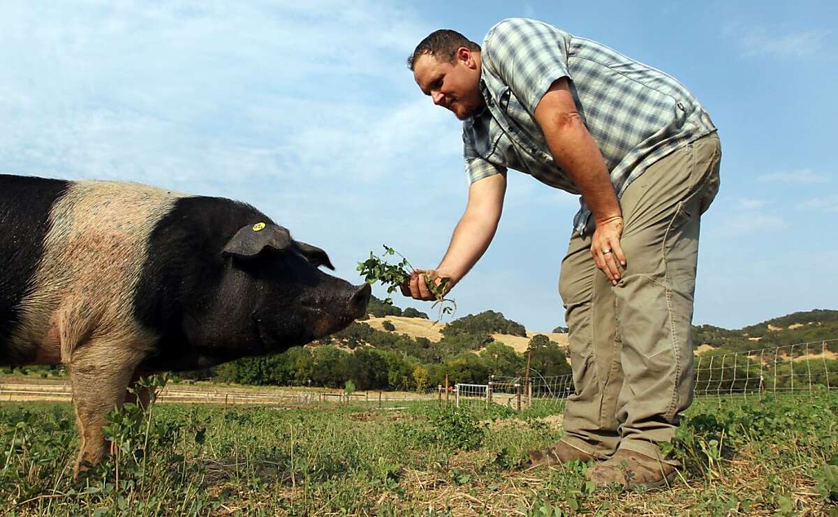 Front Porch Farm raising Italian Cinta pigs