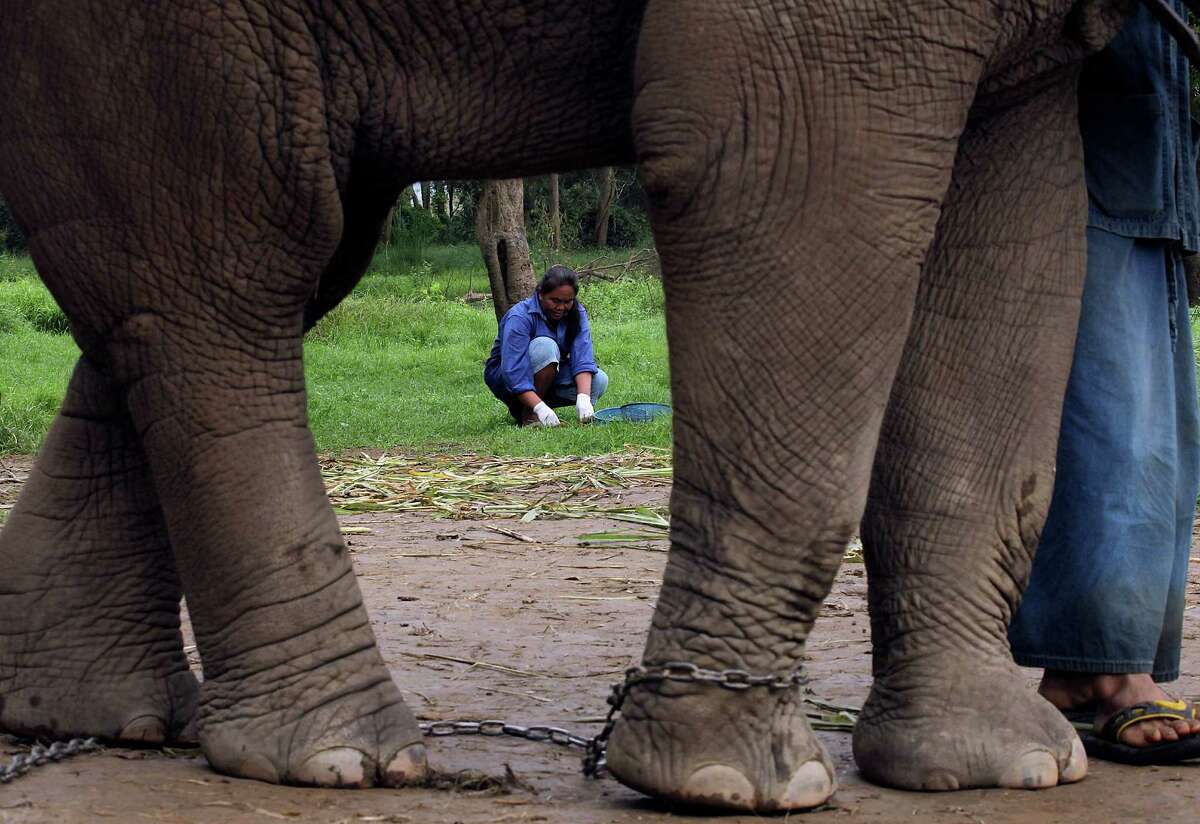 thai coffee elephant