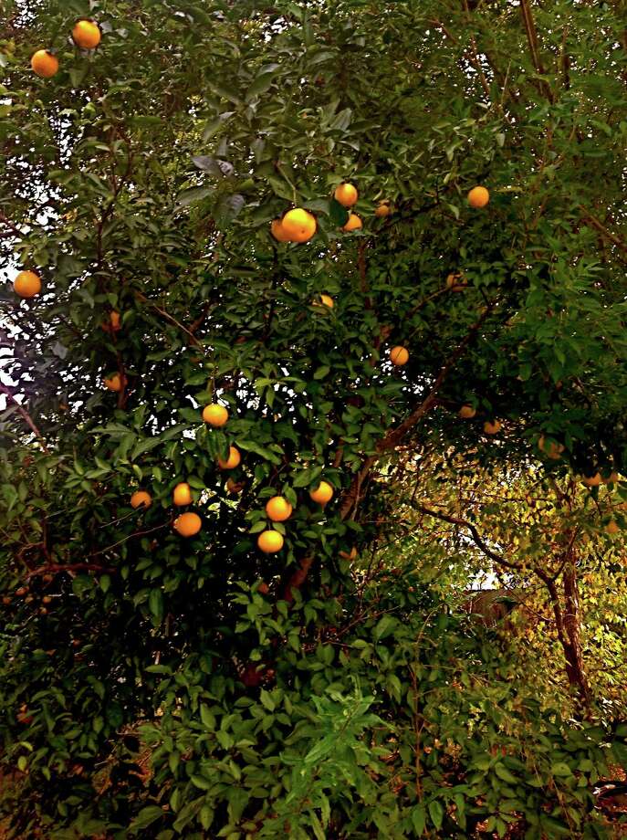 In The Garden With Urban Harvest Best Oranges Are Homegrown Seedling Orange Trees Can Grow 20 To 30 Feet Tall