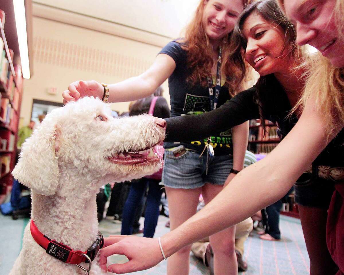 Rice student (l-r) Nicole Moody, Tasneem Islam, and Hannah Bron rush to pet Rudy during a visit from Faithful Paws a pet therapy group. Rice University students looked to pet therapy to relieve the stress of studying for finals, Thursday December 6, 2012 at Rice University's Fondren Library.