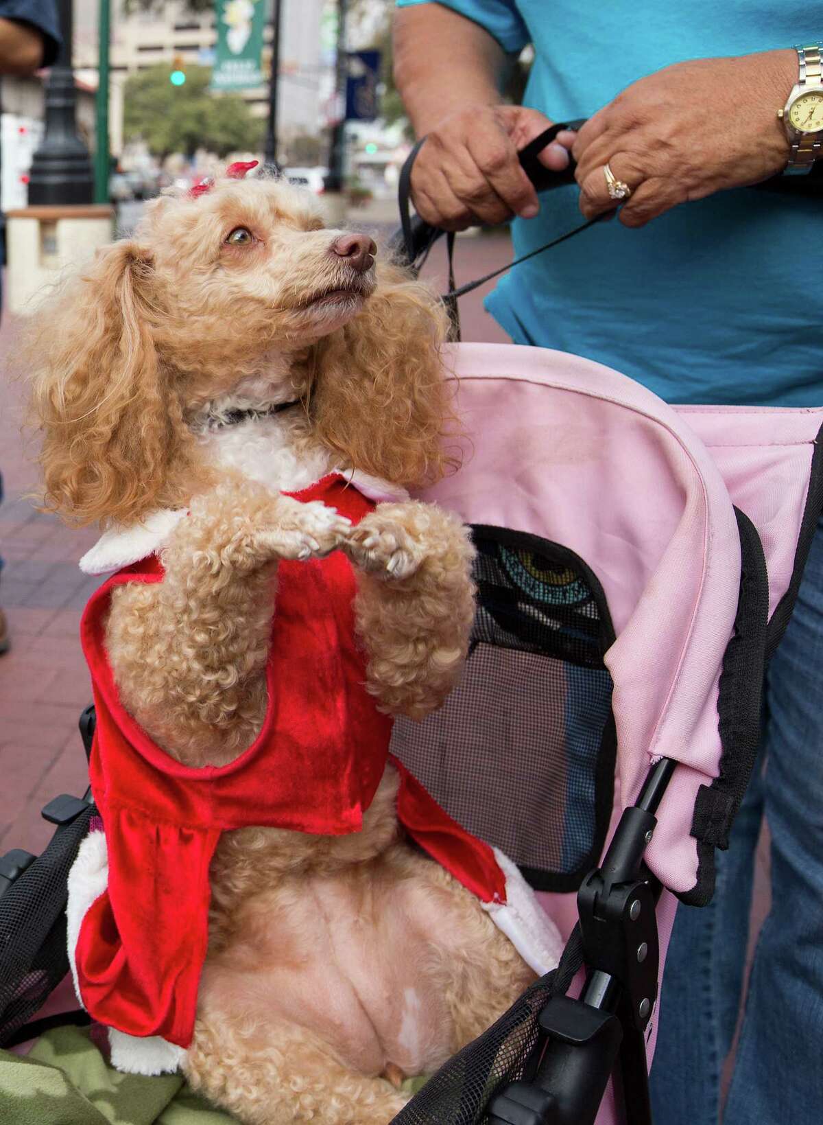 Princess Amelie, a toy poodle owned by Tacho and Maria Carrizales, performs a trick during the 26th annual Blessing of the Animals at Market Square on Saturday, Dec. 8, 2012.