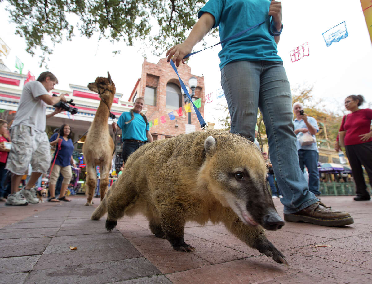 Mateo the Brazilian coati, a member of the raccoon family native to South America, Central America and southwestern parts of North America, is handled by Darby Lenihan of Happy Tails Entertainment during the 26th annual Blessing of the Animals at Market Square on Saturday, Dec. 8, 2012. An alpaca, also blessed, is in the background.