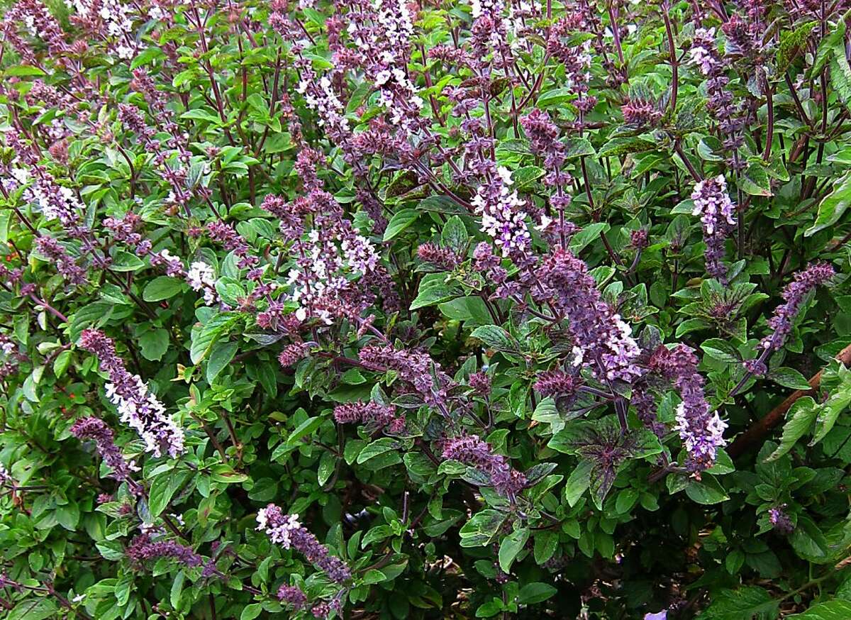 Harvest basil now for pesto later