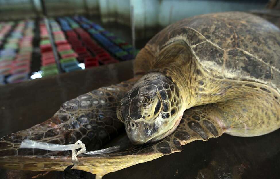 Indonesia Turtle Rescue