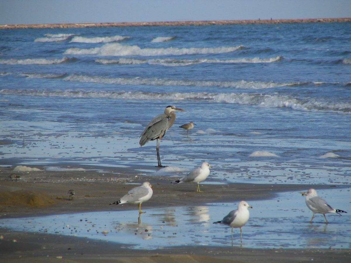 Volunteers recruited to count birds in Freeport, Brazoria County