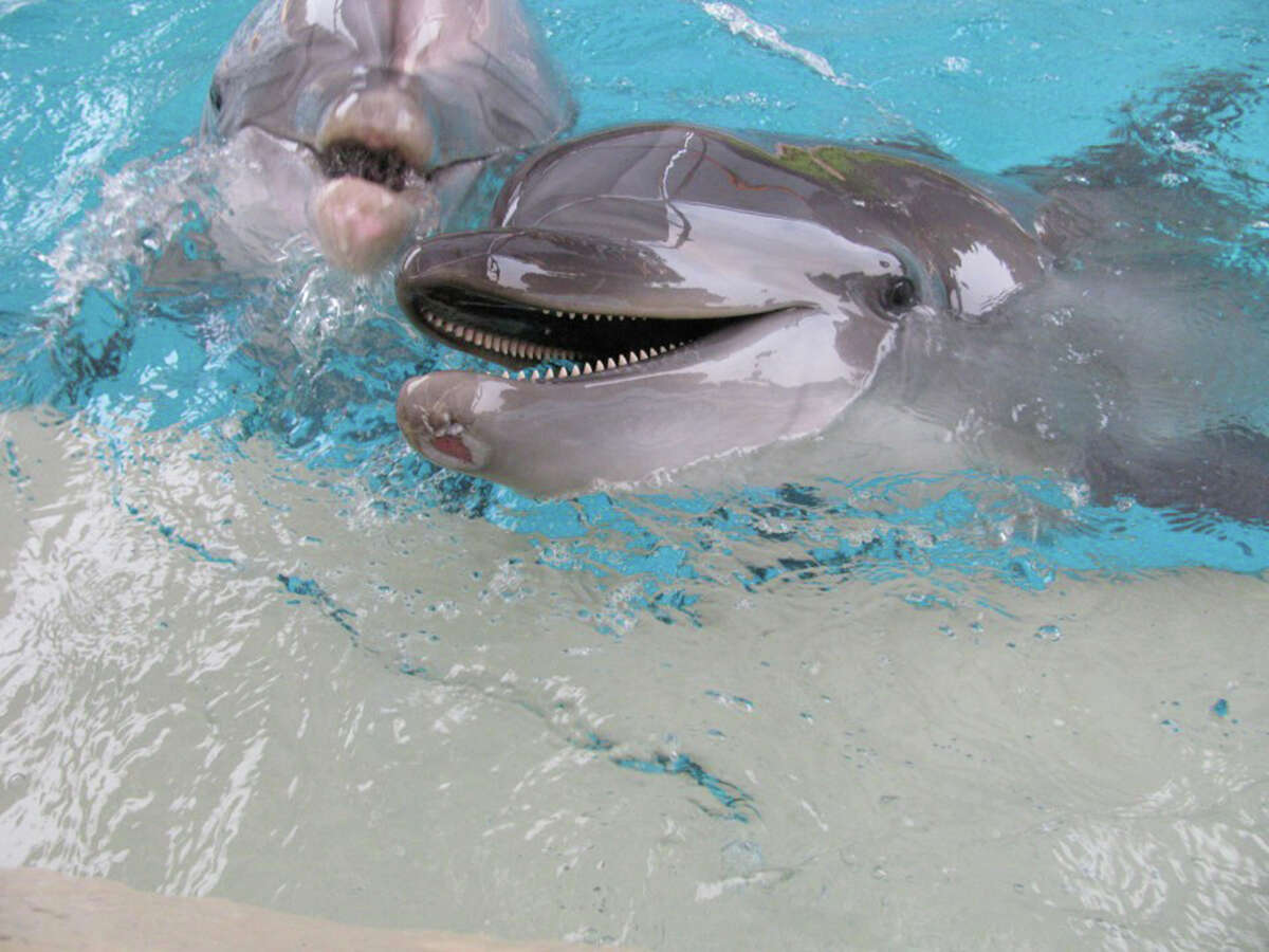 PETA submitted a formal complaint with the U.S. Department of Agriculture against SeaWorld San Antonio after PETA said a visitor sent the organization photos, including this one provided to the media Tuesday Dec. 11, 2012, of a dolphin PETA says has a cut on his lower mandible. PETA claims SeaWorld violated the Animal Welfare Act and highlighted a recent and similar injury to an orca whale at the SeaWorld in San Diego.