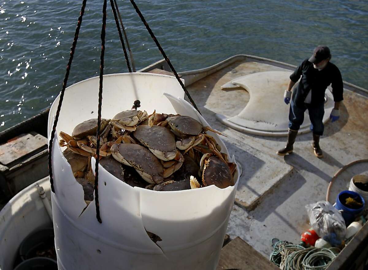 Crab fishermen haul in their first catch.