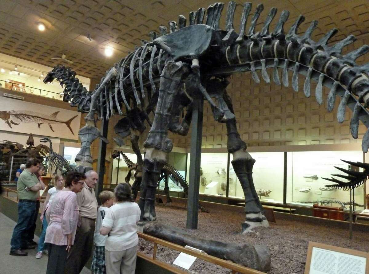 fossil brontosaurus