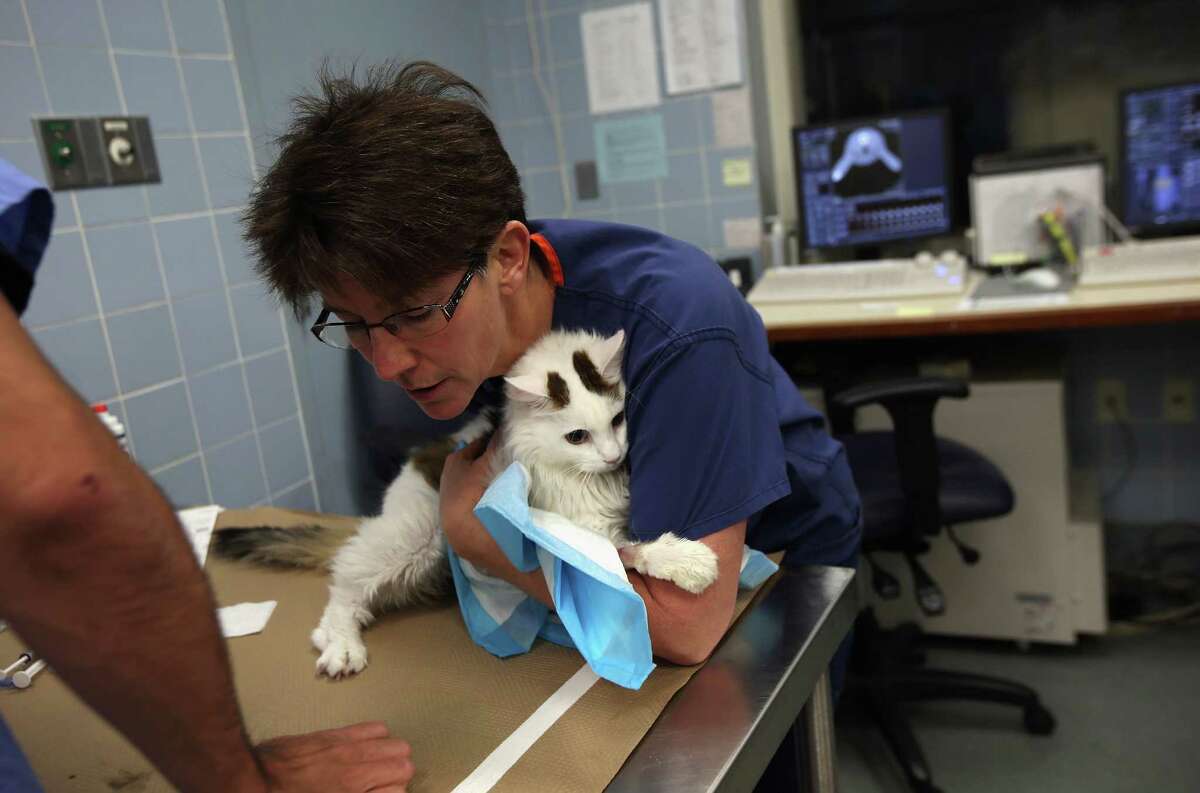 Nonprofit Animal Medical Center in NYC
