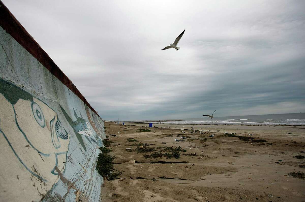Seagulls fly over 61st Street Beach where bitter panicum, also known as running beachgrass, that will be planted along to prevent beach erosion from 23rd to 27th Street and 54th to 61st Street Monday, Dec. 10, 2012, in Galveston.