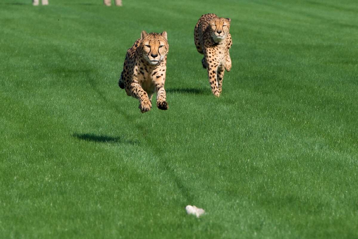Cheetahs get a workout at Sam Houston Race Park. (Houston Zoo.)