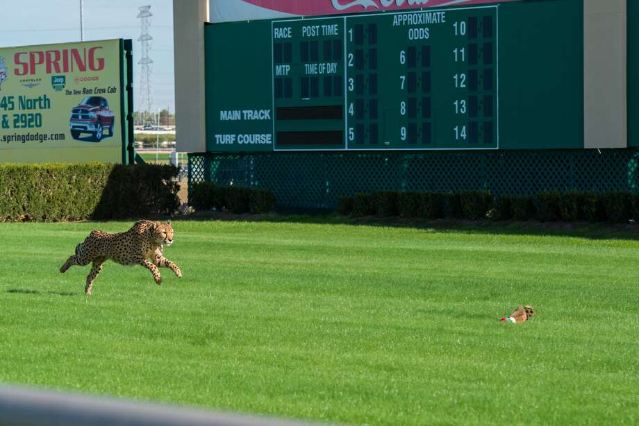 Cheetahs get workout at horse track  Houston Chronicle Cheetahs get workout at horse track  Houston Chronicle