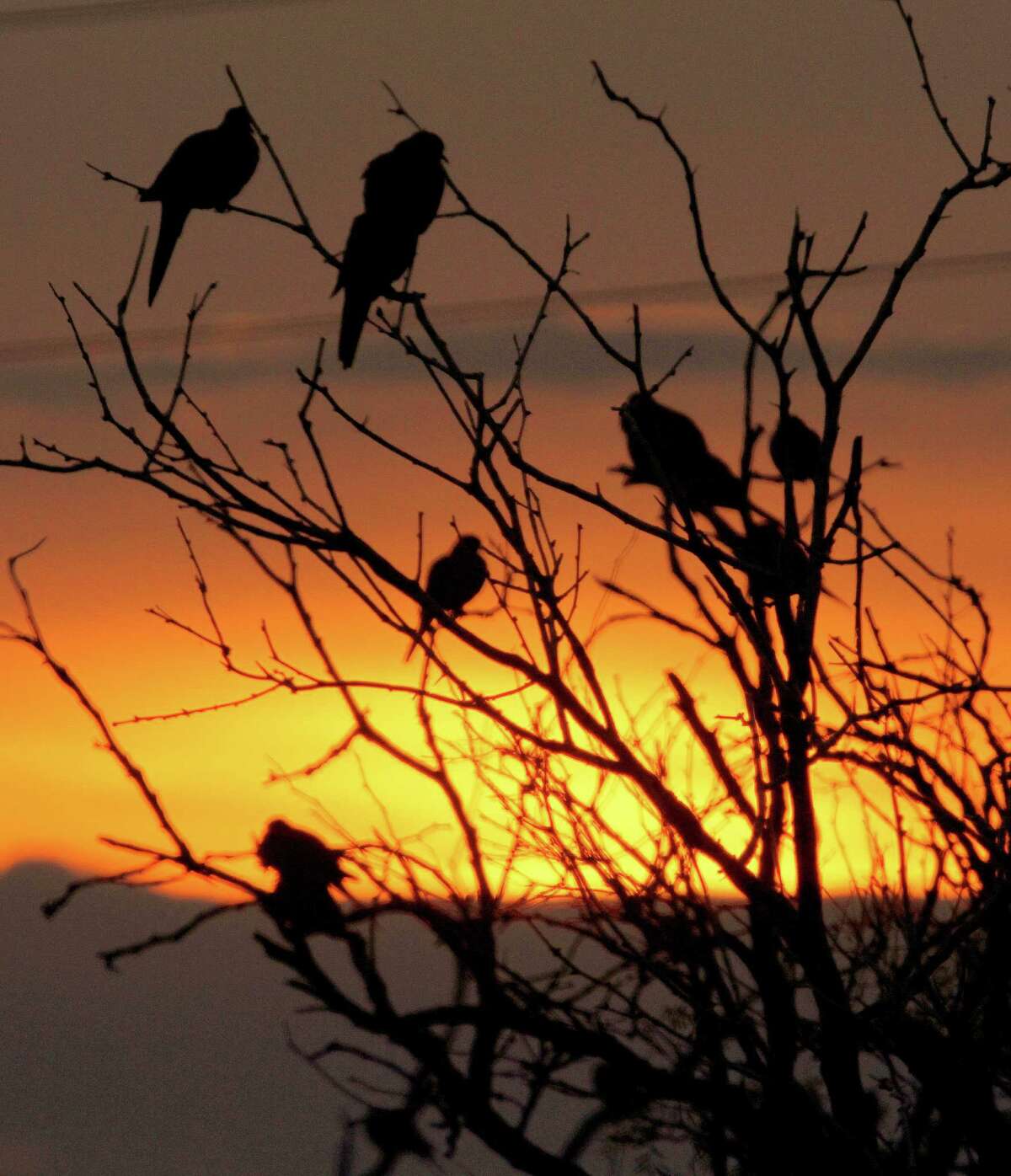 Texas' winter dove season means adaptation