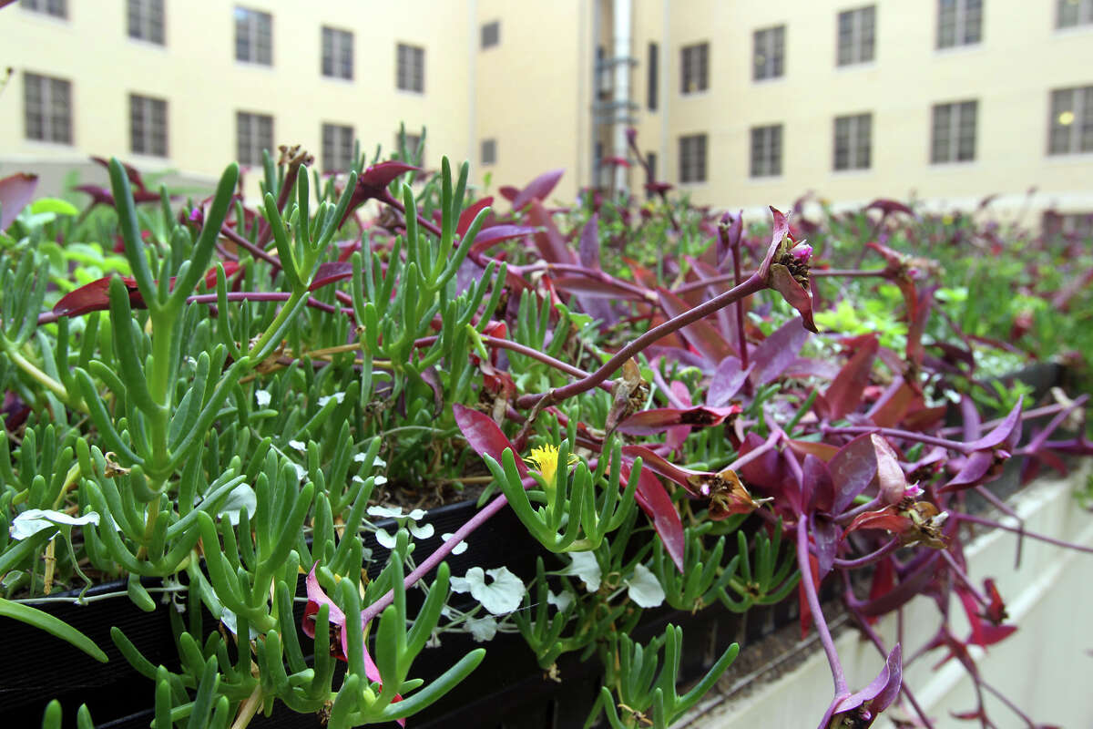 A closer look at the plant life on the vegetated "green" roof of the Hipolito F. Garcia Federal Building reveals a diversity of plant matter that helps reduce heat in the light court area of the building's roof.
