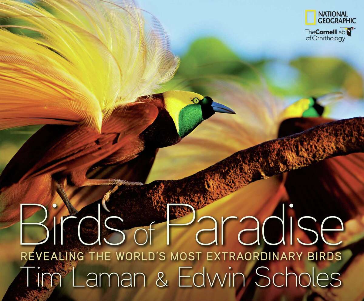 "Birds of Paradise." "Birds of Paradise."
