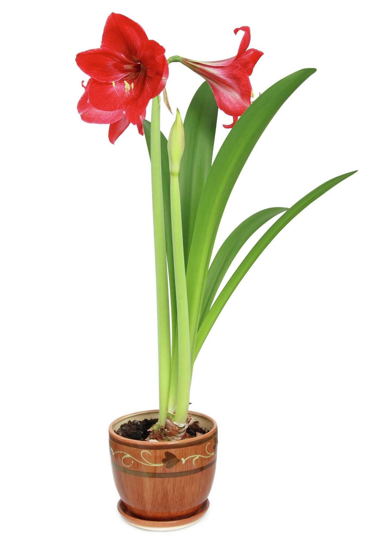 Amaryllis A Gift That Will Keep Giving