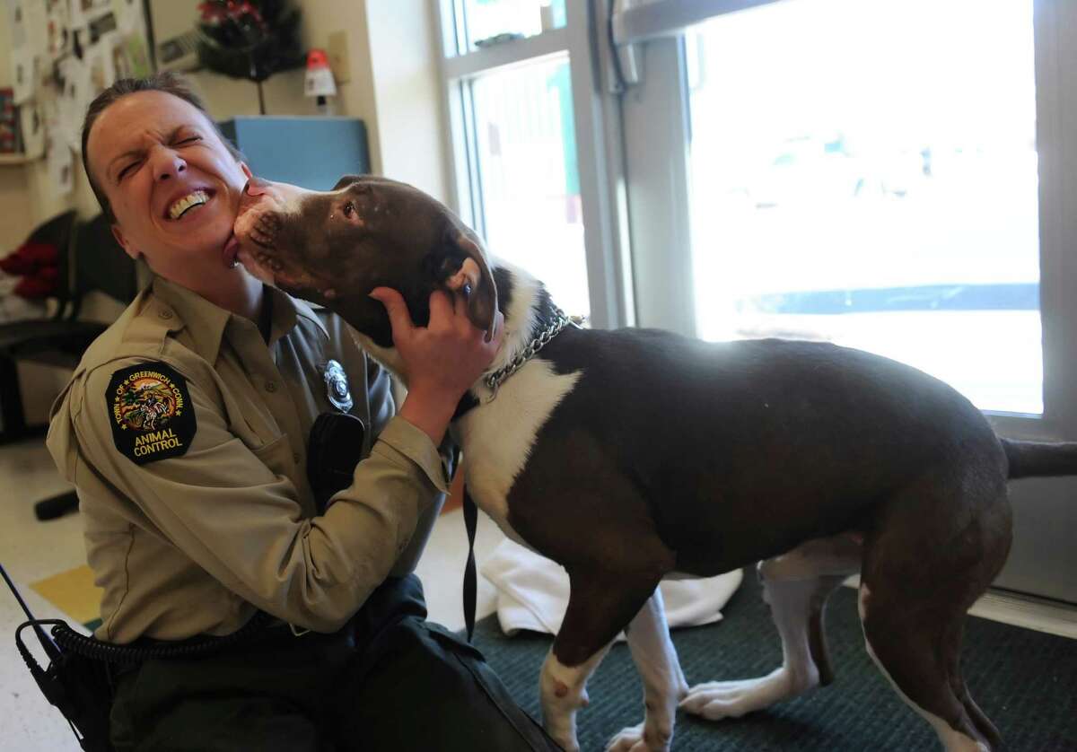 Greenwich Animal Control officer Stacy Rameor plays with Howard, a pit bull dog, at the facility, in Greenwich, in Conn., Thursday, Dec. 20, 2012.